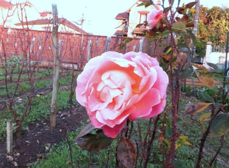 Grâce à la COP 21 les roses fleurissent en décembre