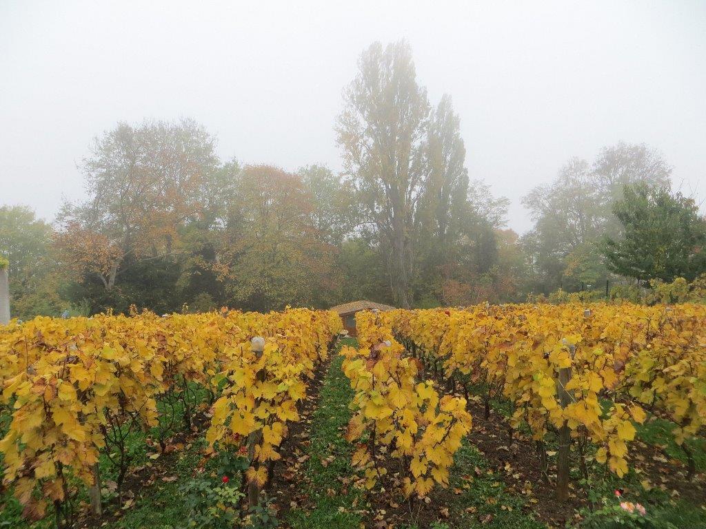 pied de vigne 3 lettres